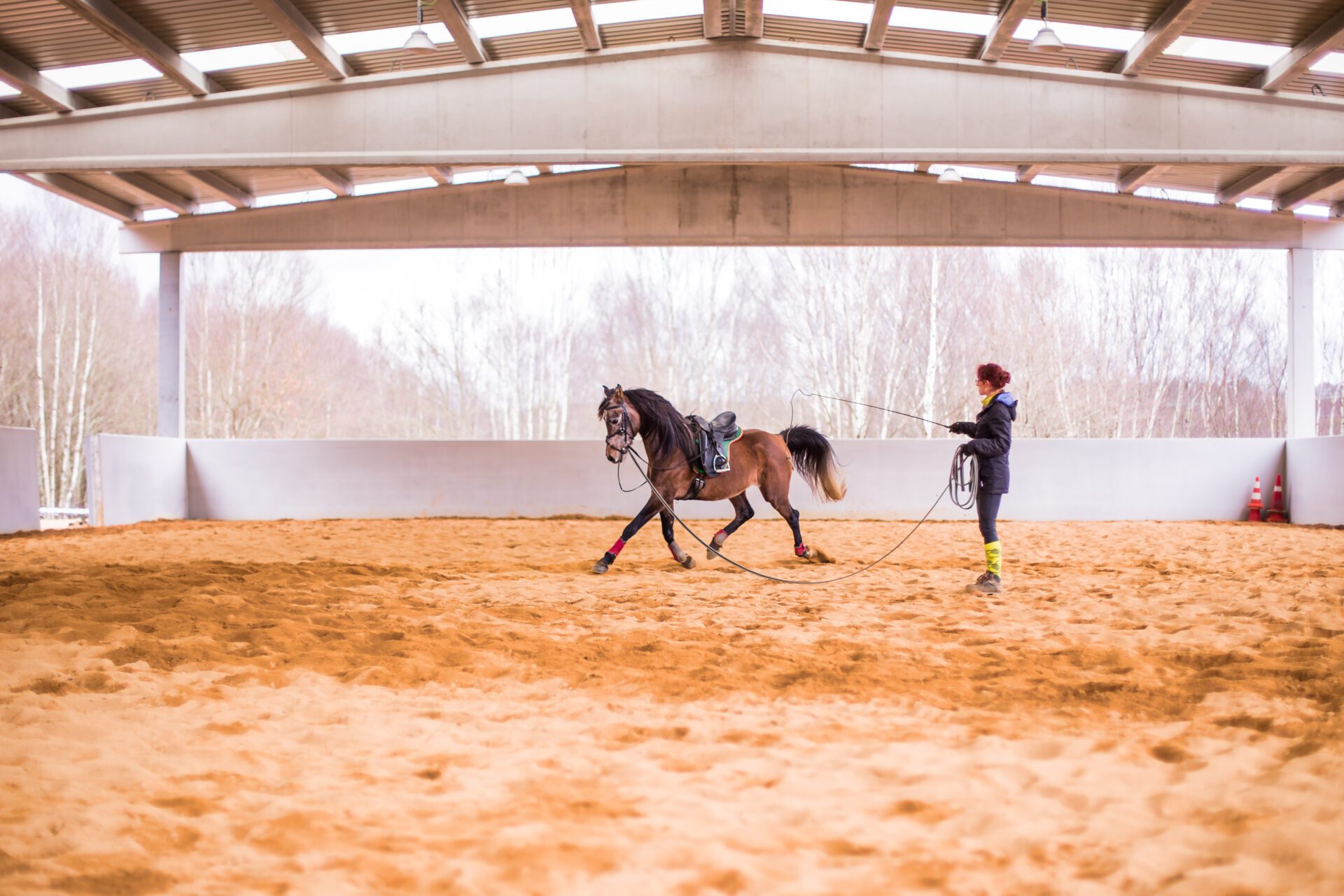 Dressage horse training on cord for equitation. Hispanic middle age woman on riding hall. Dressage horse training on cord for equitation. Hispanic middle age woman on riding hall.