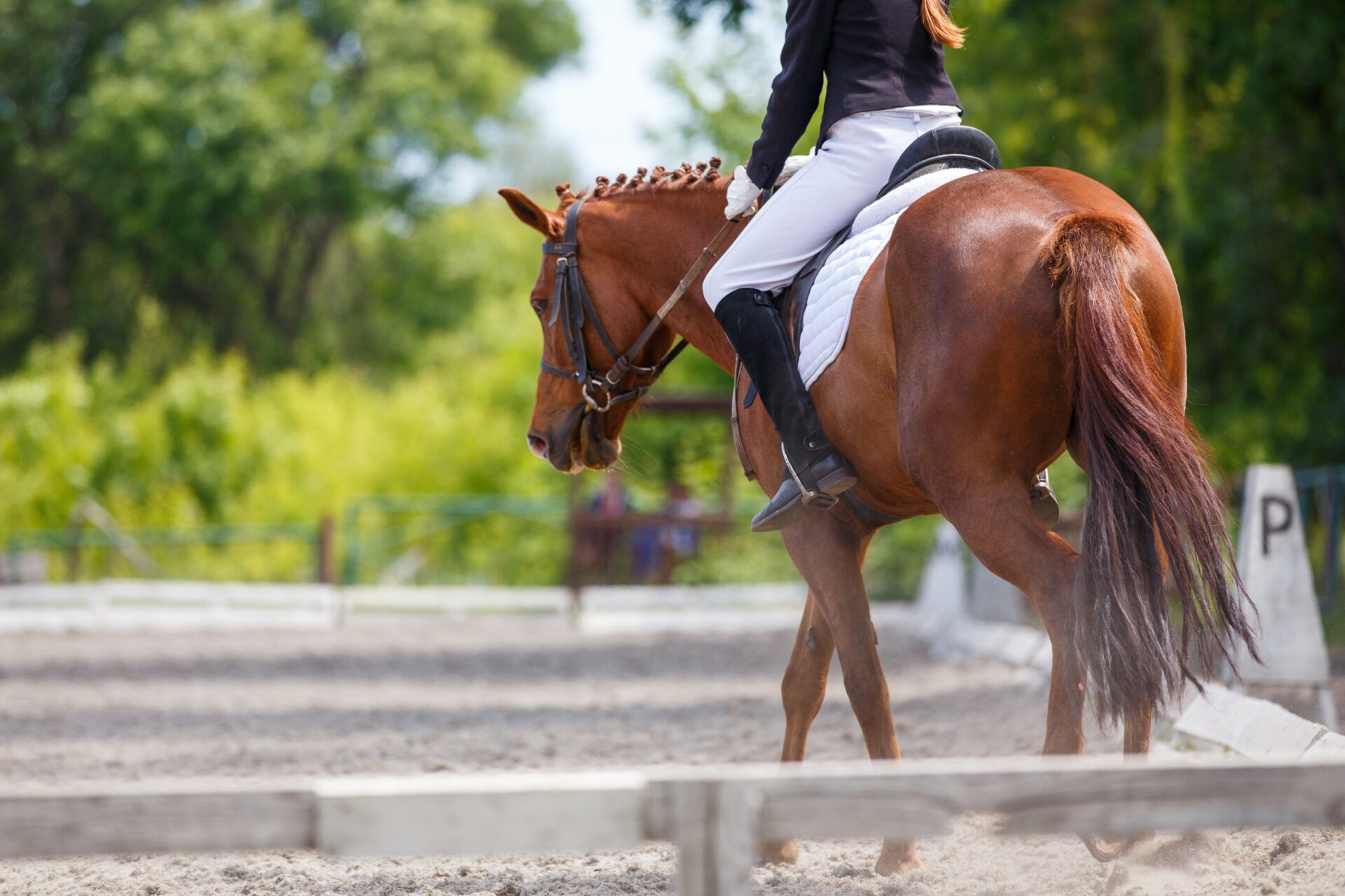 Girl riding sorrel horse on dressage competition