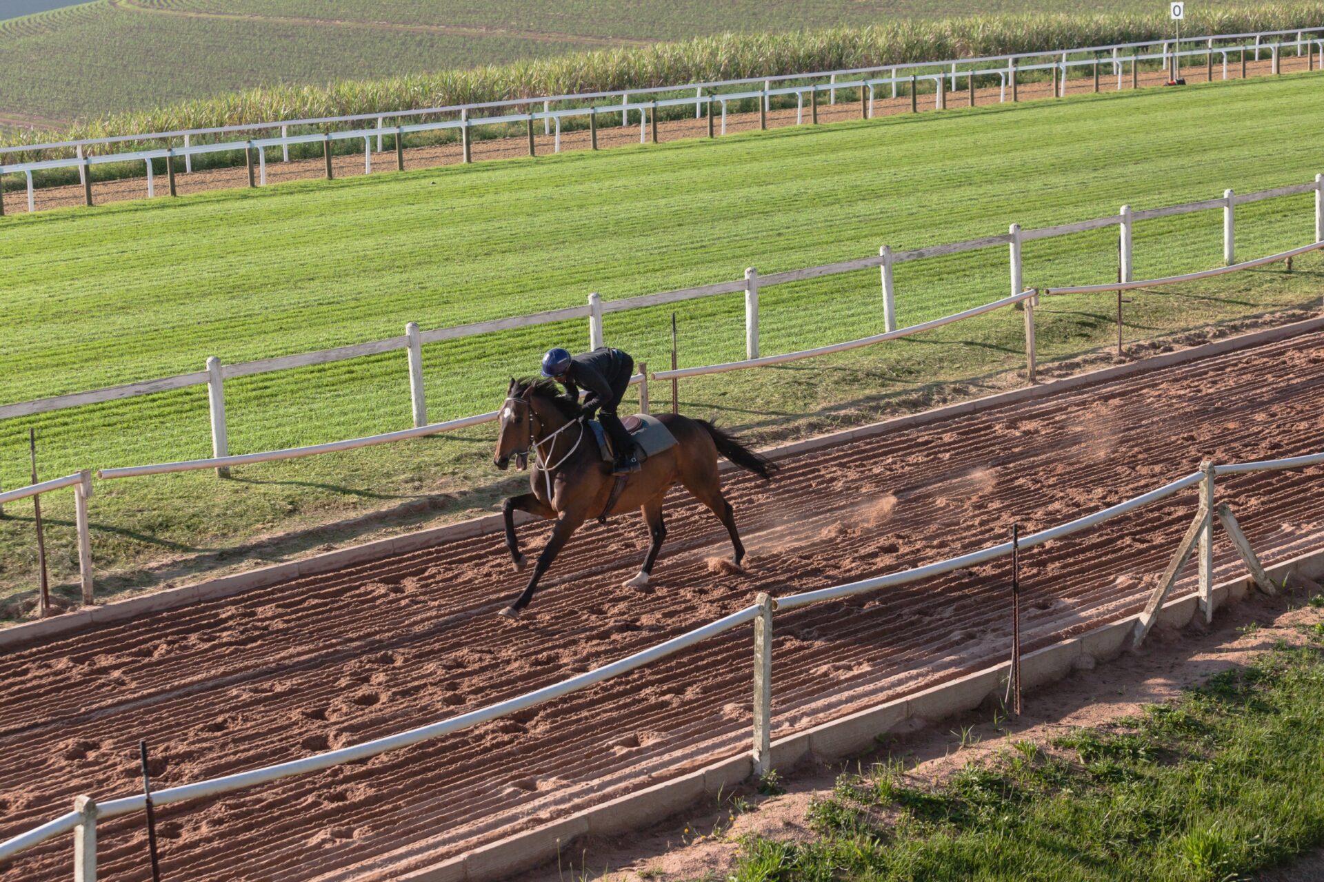 Race Horses jockeys sand grass tracks morning training landscape Race Horses jockeys sand grass tracks morning training landscape