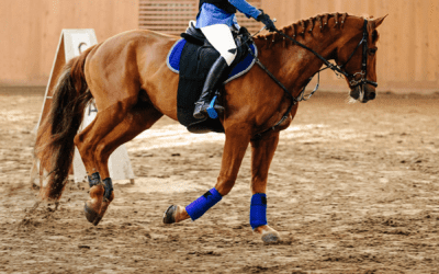 Why is it important to have the Right Surface for Your Equestrian Arena?